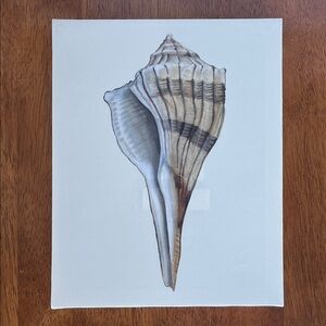 Textured Canvas Seashell Art Print